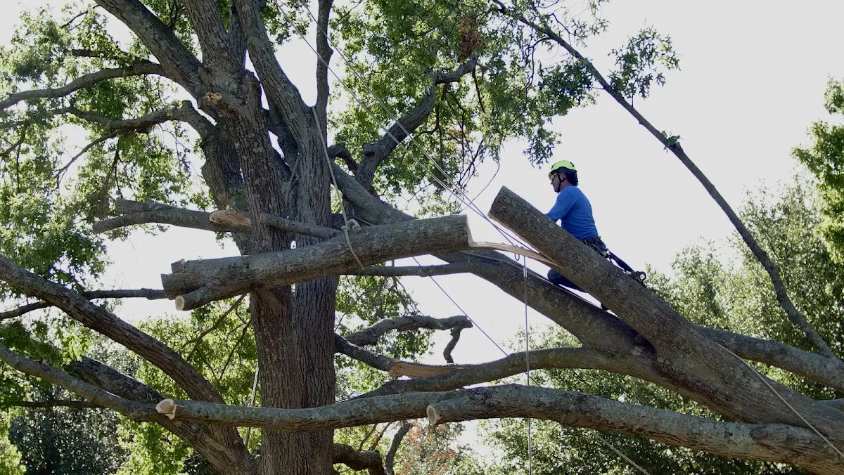 Professional Crown Thinning performed by certified arborists in Rosendale